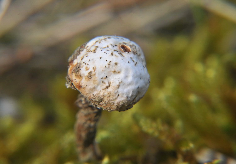 Tulostoma brumale